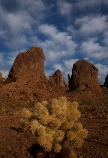Teddy Bear Cholla cactus in the Kofa Mountains in the Arizona desert