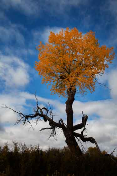Tree with fall colors along the Puerco River in northern Arizona