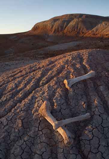 Dry bones in the Painted Desert, Arizona