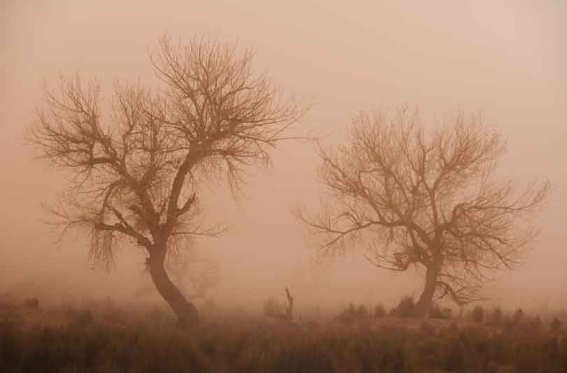 Trees in a dust storm in the Painted Desert, Arizona