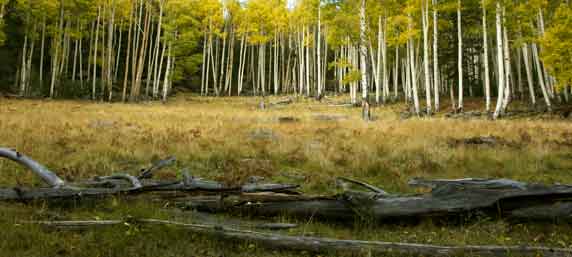 Aspen trees with fall colors in the Kachina Peaks Wilderness of the San Francisco Peaks of northern Arizona