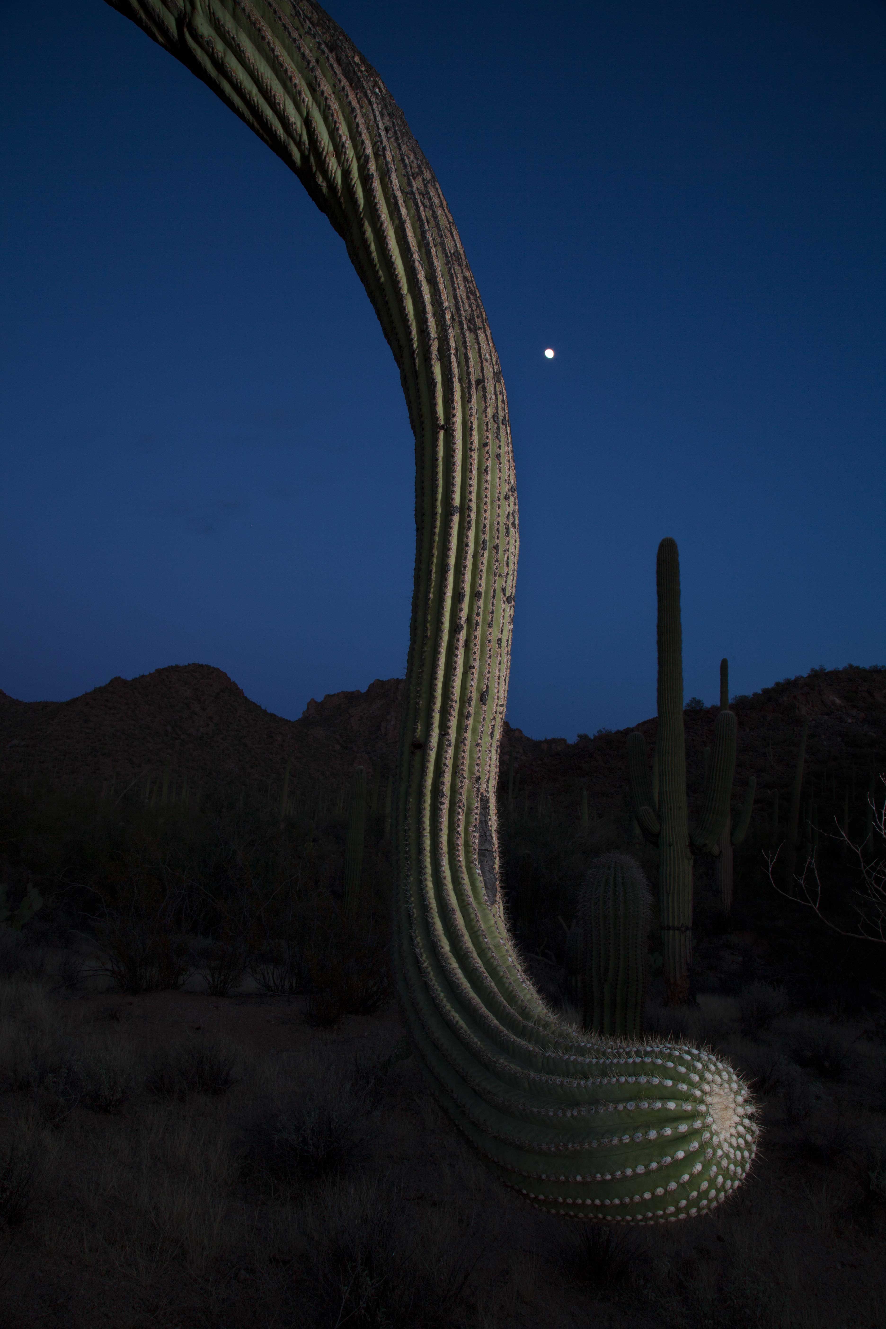 Saguaro National Park in the Tucson Mts. of southern Arizona