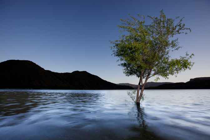 Trees near the shore during high water level at Apache Lake, southern Arizona.