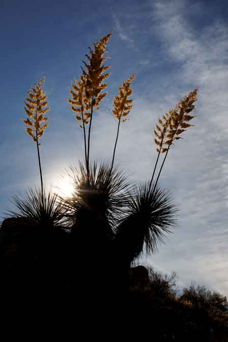 Yucca plant in the Arrastra Mountain Wilderness of western Arizona.