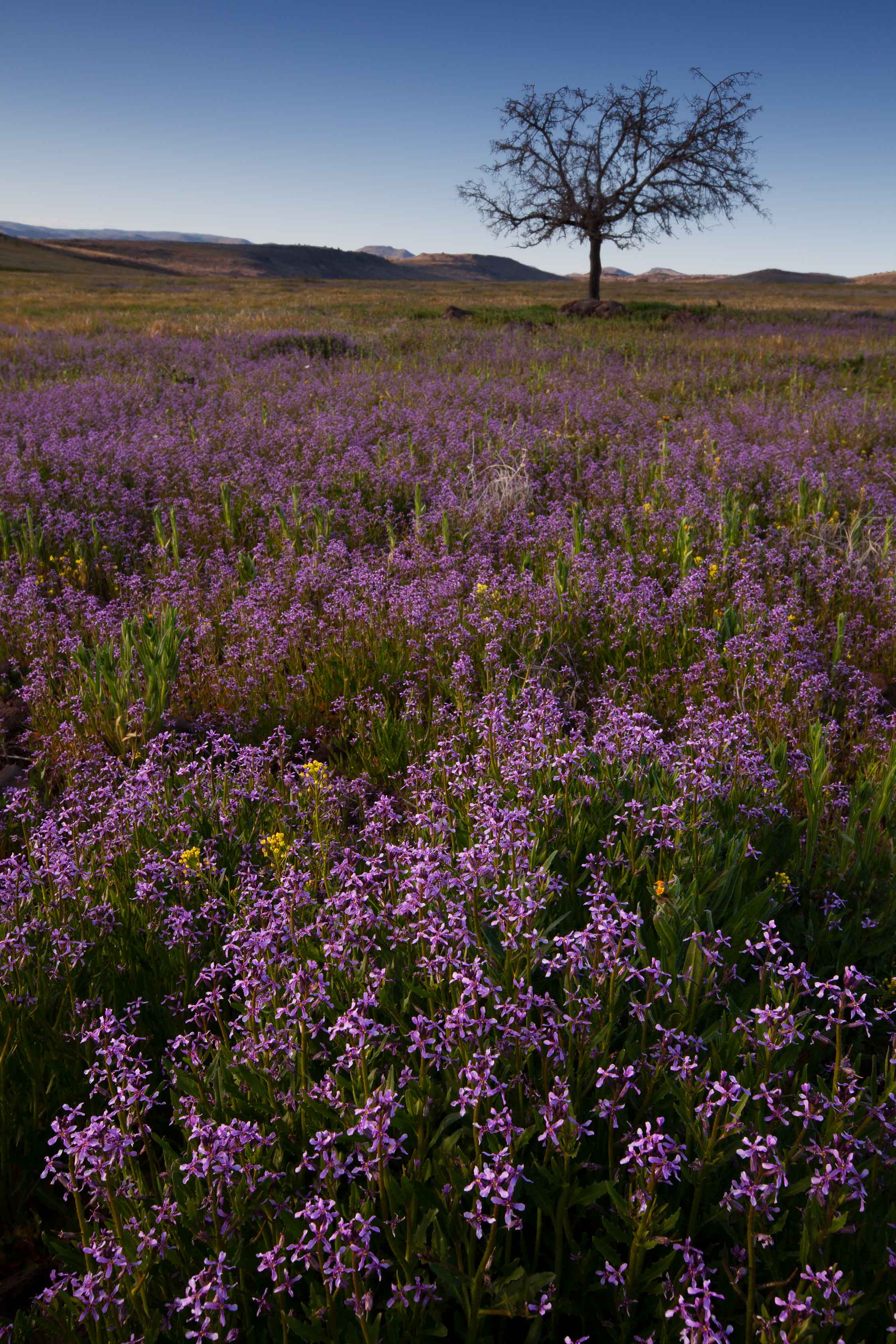Wild Crossflowers near Dry Creek on the Prescott National Forest, Arizona.