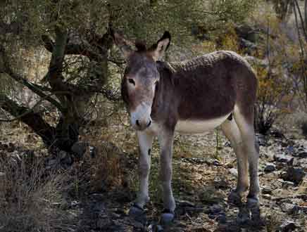 "Wild" burro along upaved 17 Mile Road en route to the Arrastra Mountain Wilderness. Many of these feral animals roam the region. Most are very weary but this guy seemed calm and collected as I photographed him through my Jeep window.