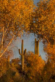 Saguaro cactus and autumn trees in the "Jewel of the Creek" area of Cave Creek, Arizona