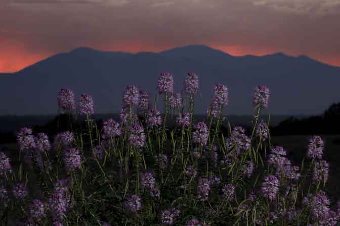 Rocky Mt. Bee Plants in northern Arizona's Cinder Basin with the San Francisco Peaks in the distance (late twilight with flash).