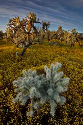 Cholla surrounded by Oncosiphon piluliferum along Cline Creek just south of the New River,
Arizona. Although pretty, this yellow flower commonly known as Stinknet is an invasive species.
