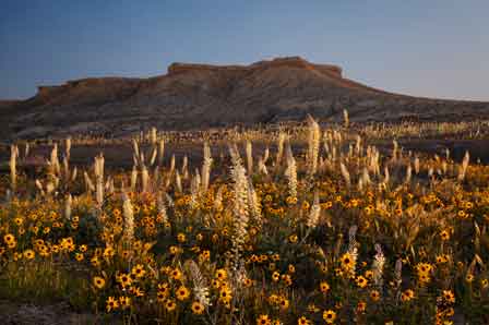 Wildflowers including Black-eyed Susans in the desert near the rim of Coal Mine Canyon on the Navajo and Hopi Reservations in northern Arizona