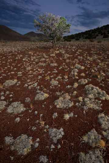 A juniper tree near Colton Crater, a cinder cone (volcano) in northern Arizona