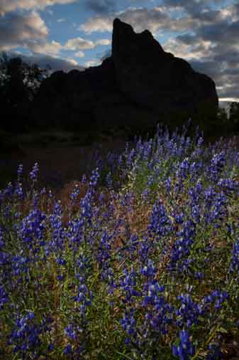 Desert wildflowers (Lupins) in the desert beneath Courthouse Rock on the Eagletail Mts. of southern Arizona