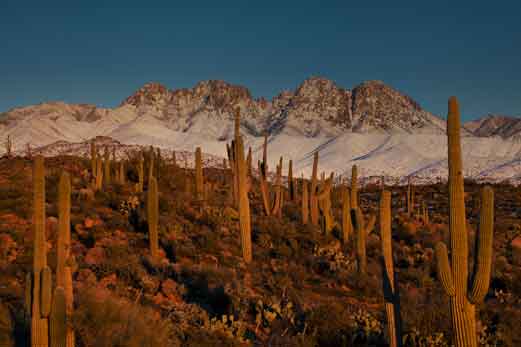 Saguaro cactus in the desert beneath snow-covered Four Peaks in the Mazatzal Mts., Arizona