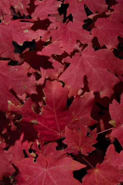 Maple leaves in autumn in Ash Creek in the Galiuro Mts. of southern Arizona