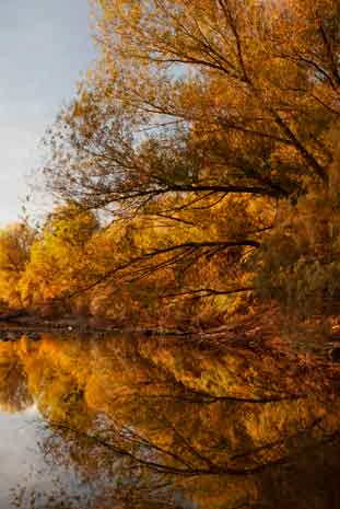 Reflections of autumn foliage along the Gila River, Arizona (just upriver from Kearny)