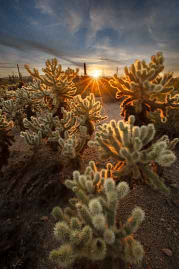 Cholla cactus at sunset in the South Maricopa Mt. Wilderness, part of Sonoran Desert National Monument in southern Arizona.