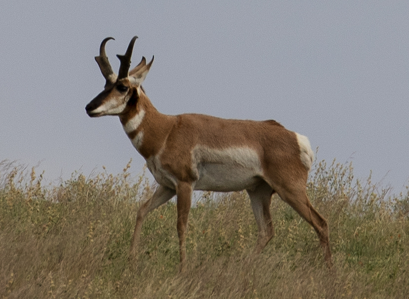 Pronghorn "antelope" at the base of Merriam Crater, northern Arizona (not for sale).