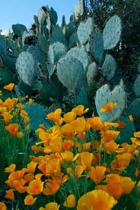 Wildflowers, including Mexican Goldpoppies, in the southern Arizona desert