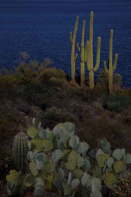 Late-afternoon sagauros at Roosevelt Lake, southern Arizona.