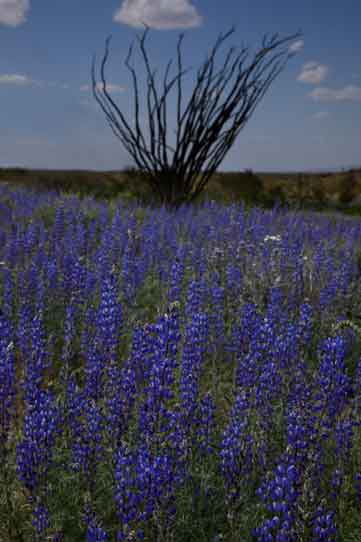Lupins beneath an ocotillo in the Sacaton Mts. of southern Arizona.