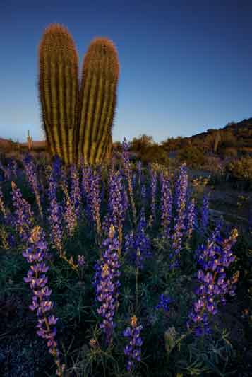 Lupins in the Sacaton Mts. of southern Arizona.