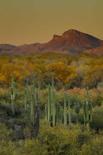 Saguaro cacti and trees with autumn colors along the upper San Pedro River, Arizona.
