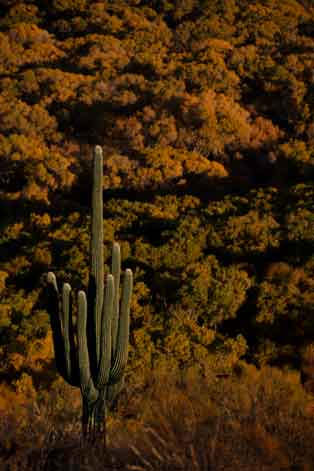 Saguaro cactus and trees turning orange in autumn along the upper San Pedro River in the Arizona desert