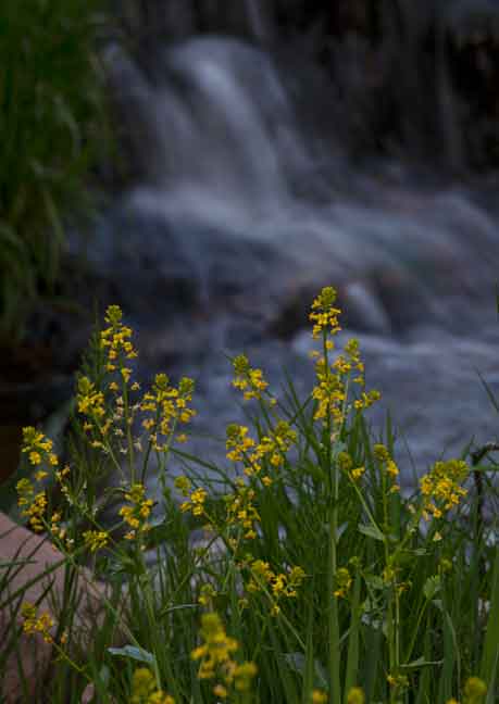 Yellow rocket (Winter cress) growing along Workman Creek in the Sierra Ancha, Arizona