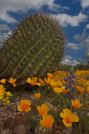 Mexican goldpoppies, a single lupin and a barrel cactus at Ironwood Forest National Monument, Arizona.