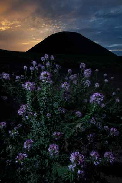 Rocky Mt. Bee Plants at S.P. Crater, a cinder cone in northern Arizona