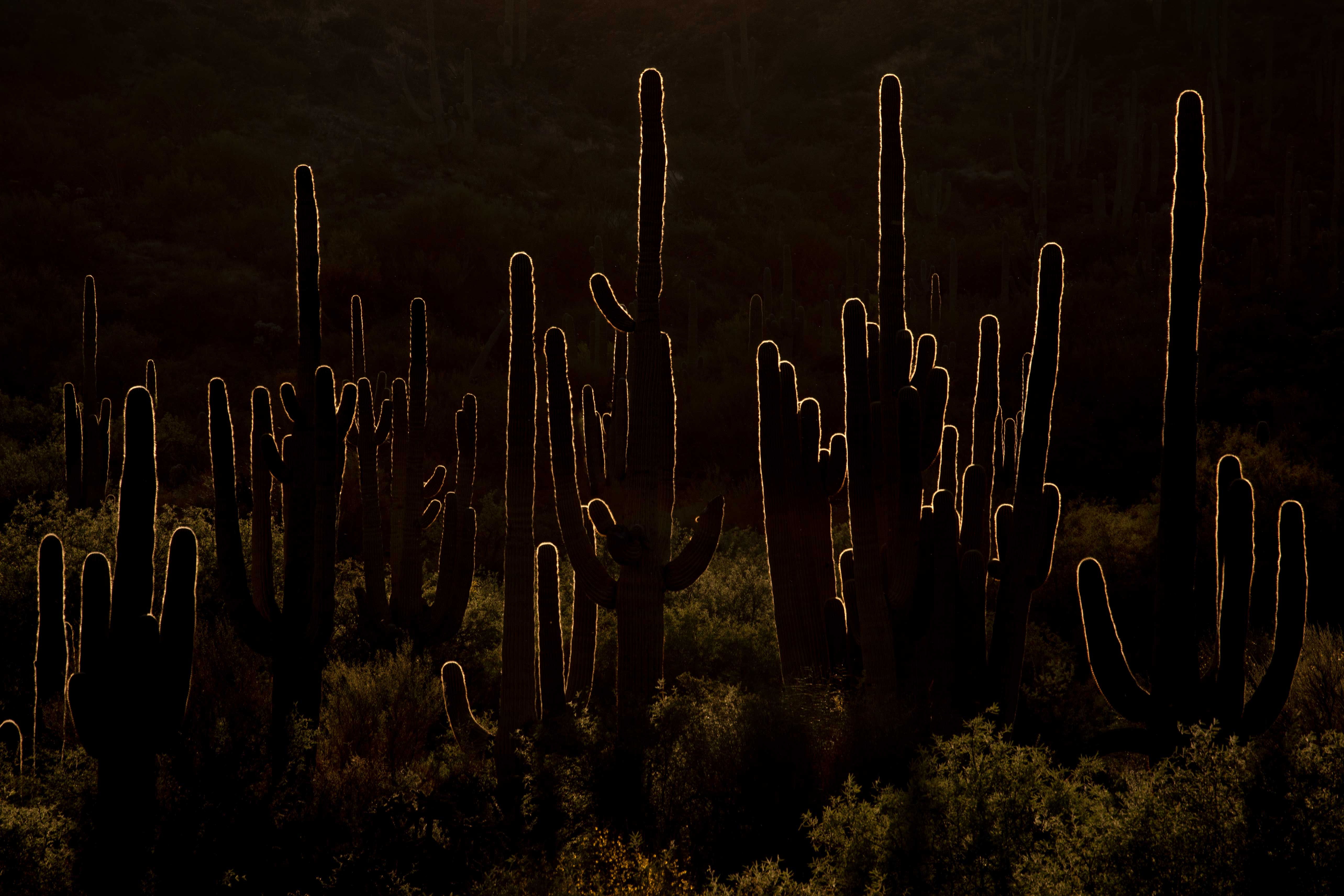 Heavily backlit saguaros at sunset in Hewitt Canyon in the Superstition Mts., Arizona.