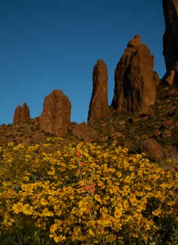Blooming Brittlebush in spring beneath the Praying Hands (far left) and neighboring rock formations in the Superstition Mts. of southern Arizona.