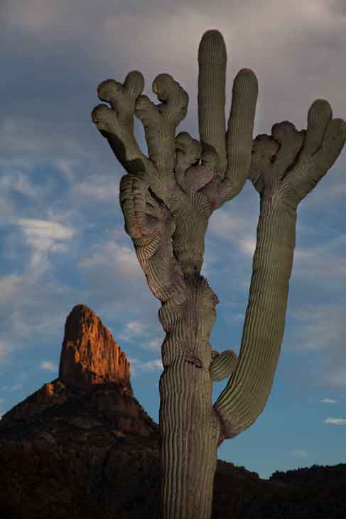 Weaver's Needle, Superstition Mts., Arizona