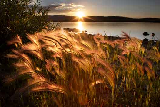 Foxtails at sunset at Big Lake in the White Mts. of eastern Arizona