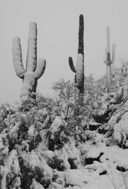 Snow-covered saguaro cactus in the Bradshaw Mts., Arizona