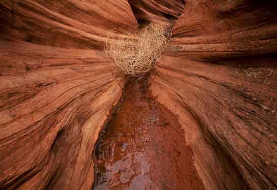 Tumbleweed in a small sandstone canyon at Coyote Buttes, Arizona