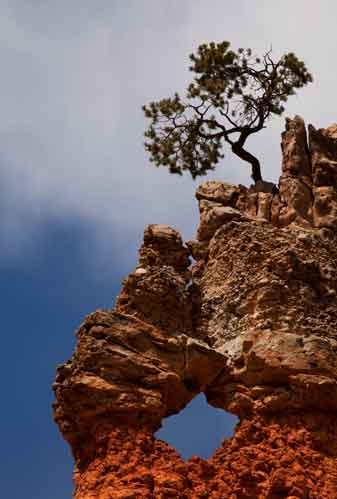 Lone tree and rock formation in Losee Canyon on the Dixie National Forest, Utah