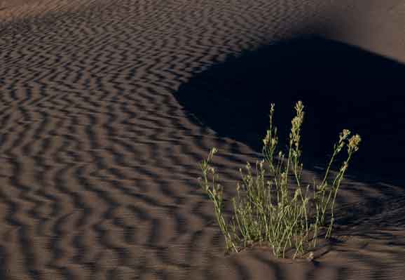 Sand dune and lone plant in the high desert just north of the Little Colorado River on the Navajo Reservation, Arizona