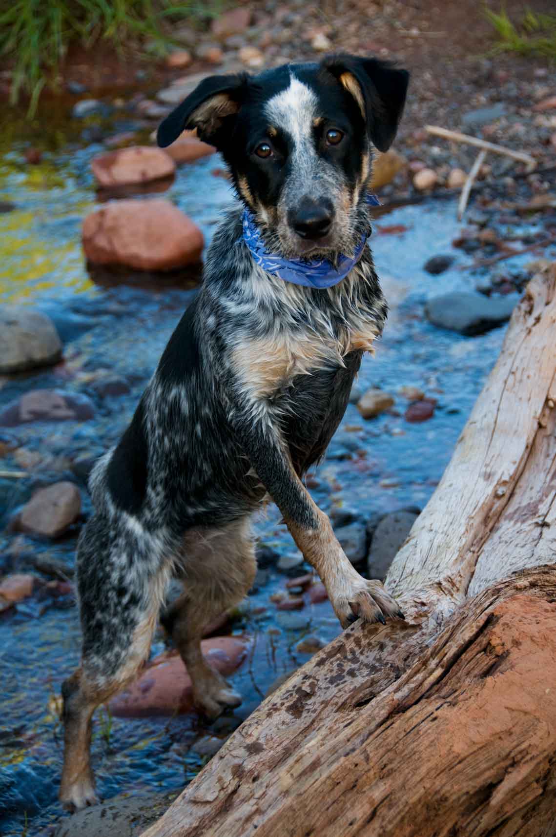 Jessee the Three-Legged Cattle Dog, a Blue Heeler mix who loves to hike Arizona