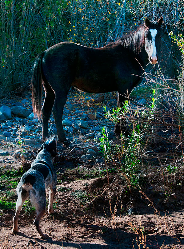 Jessee the Three-Legged Cattle Dog, a Blue Heeler mix who loves to hike Arizona