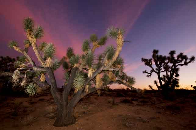 Sunset along Joshua Tree Parkway in the Arizona desert
