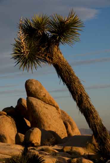 Joshua Trees at Joshua Tree National Park in the Mojave and Colorado Deserts of southern California