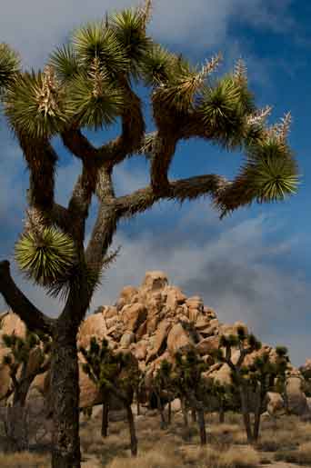 Joshua Trees at Joshua Tree National Park in the Mojave and Colorado Deserts of southern California