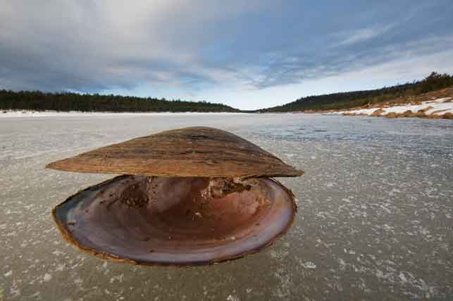 Mussel in winter at Lake Mary, northern Arizona