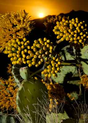 Prickly Pear cactus and Century plants (Agave chrysantha)at sunset on Mt. Ord in the Mazatzal Mts., Arizona