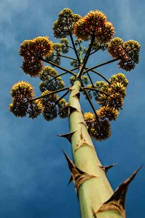 Century plant (Agave chrysantha) atop Mt. Ord in the Mazatzal Mts. of southern Arizona