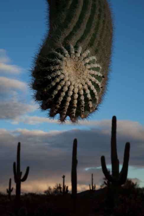 Saguaro cactus in the Picacho Mts. of Arizona