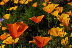 Mexican Goldpoppies