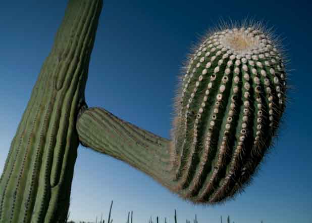 Saguaro Cactus in the Tucson Mts. (Sagauro National Park West), Arizona