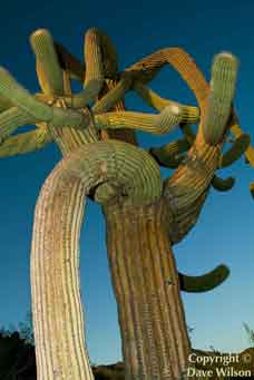 Sagauro cactus in the Tucson Mts. (Sagauro National Park West), Arizona